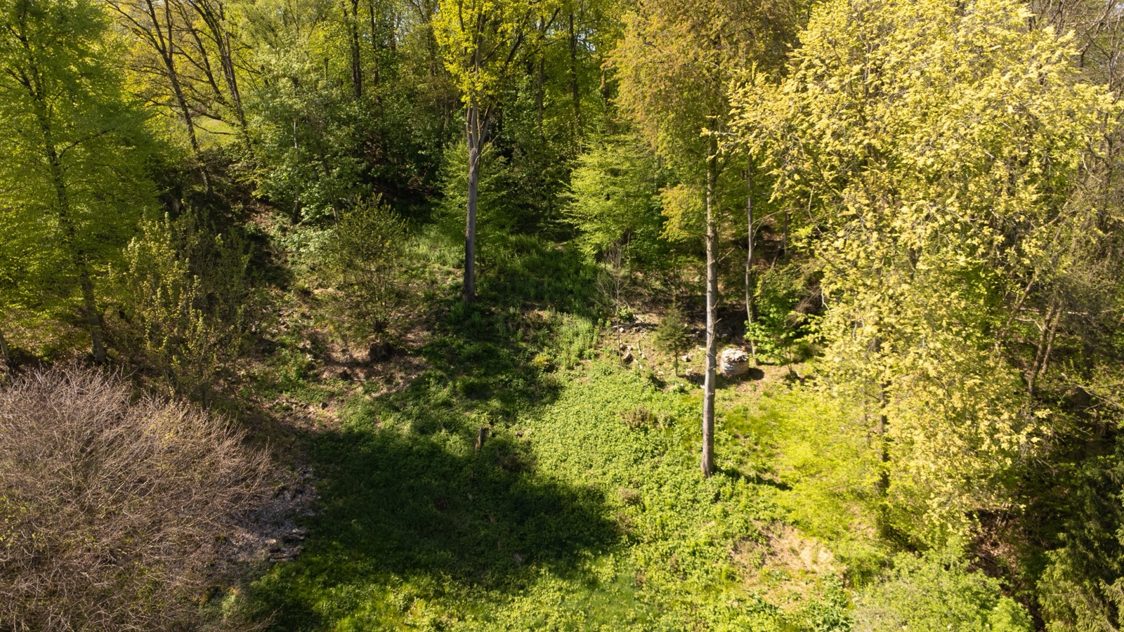 Bomen en bosrand