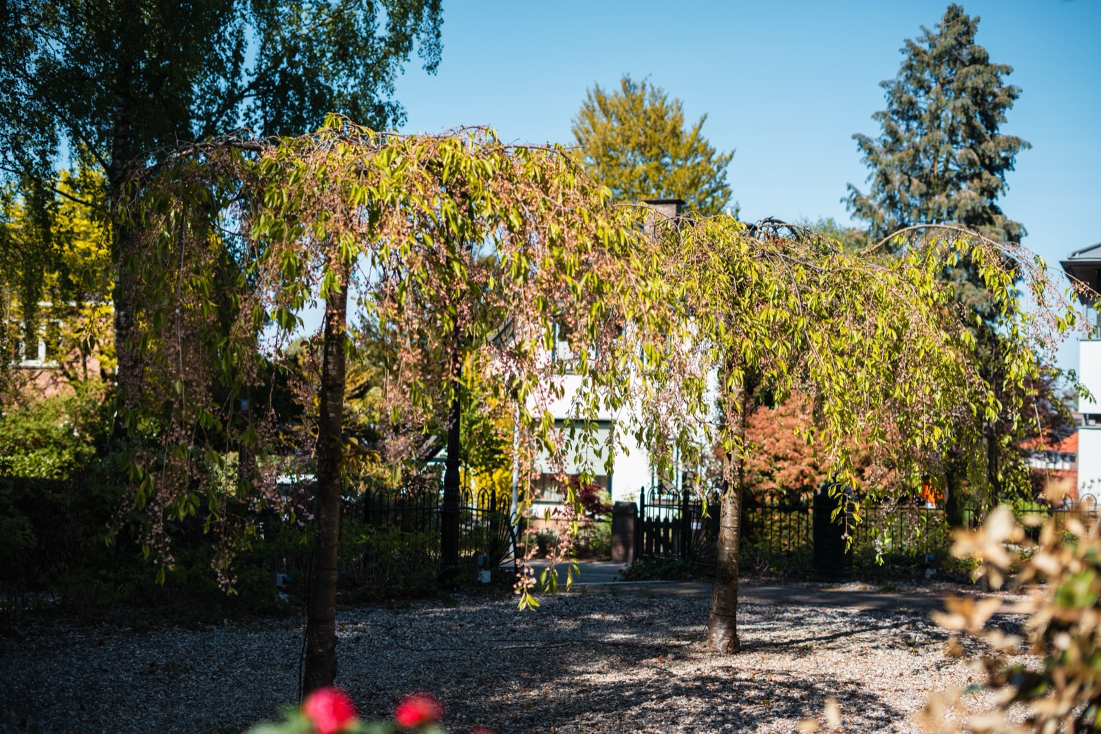 Tuin met treurboom