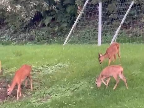 Reeën die grazen op het grasveld van Villa De Musschenberg